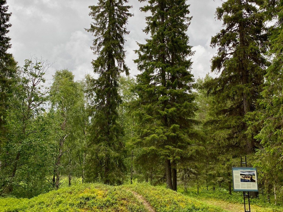 Sangishögen – en ovanlig gravform i&nbsp;Norrbotten